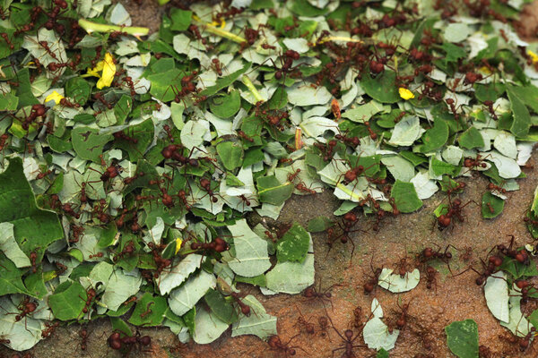 Wild Leafcutter ants