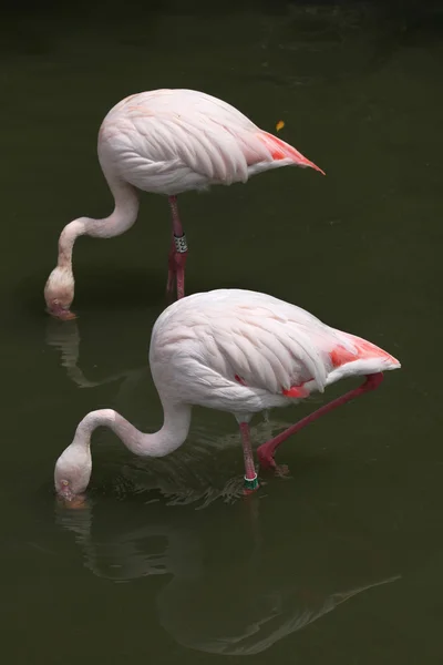 Flamingo superior selvagem — Fotografia de Stock