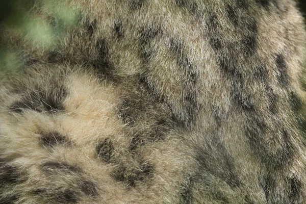 Wild Snow leopard  fur texture. — Stock Photo, Image