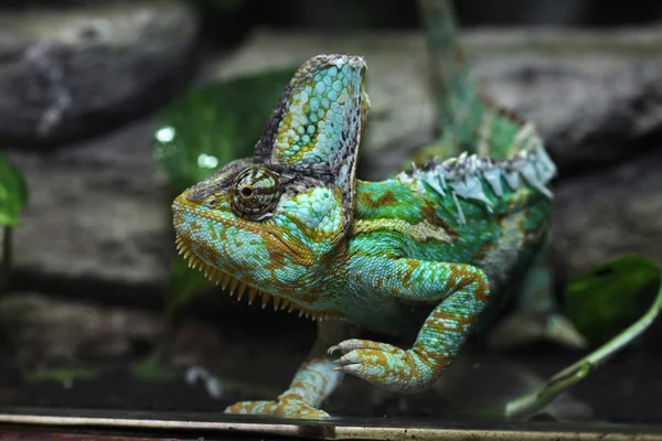 Wild Veiled chameleon — Stock Photo, Image