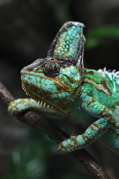 Wild Veiled chameleon — Stock Photo, Image