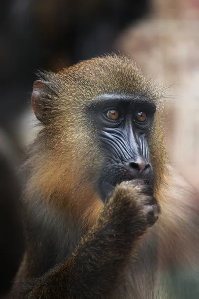 Wild Mandrill close-up — Stockfoto