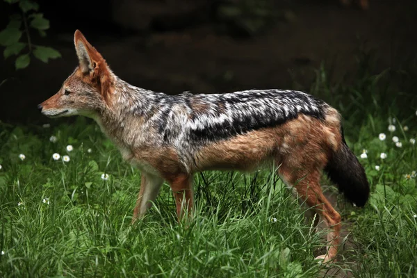 Black-backed jackal — Stock Photo, Image