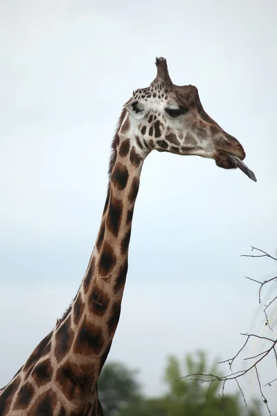 Wild Rothschild's giraffes — Stock Photo, Image