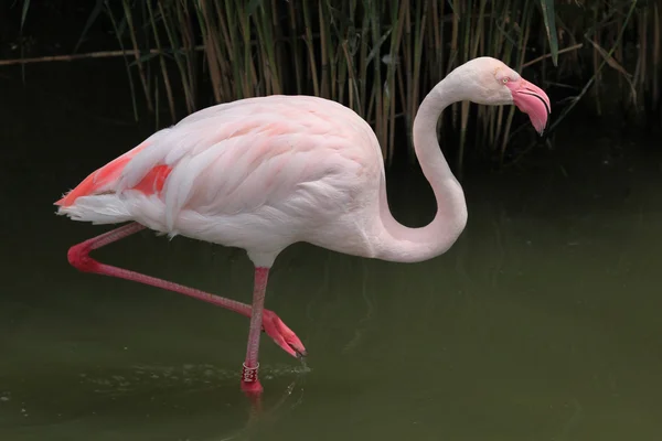 Flamingo superior selvagem — Fotografia de Stock