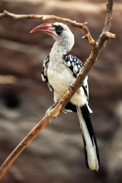 Norra Rödnäbbad hornbill — Stockfoto