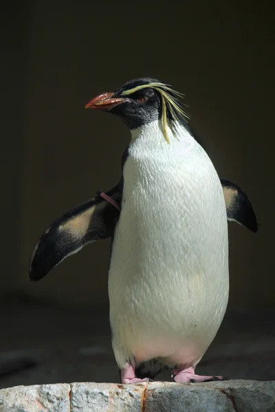 Wild Northern rockhopper penguin — Stock Photo, Image