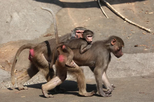 Wild Hamadryas baboon