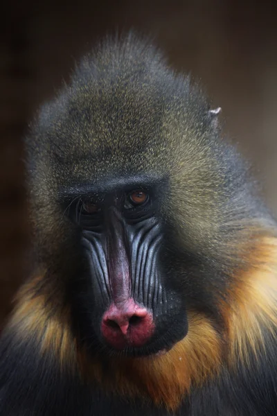 Mandrill salvaje de cerca —  Fotos de Stock