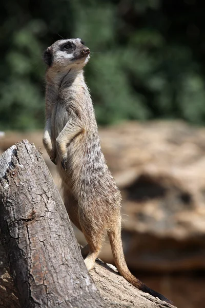 Vilda Meerkat suricate. — Stockfoto