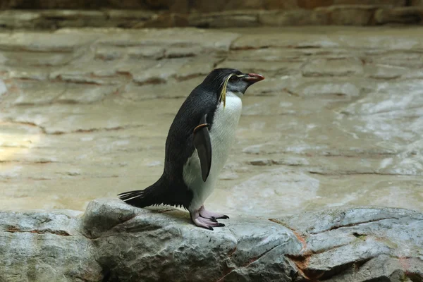 Βόρεια rockhopper penguin — Φωτογραφία Αρχείου