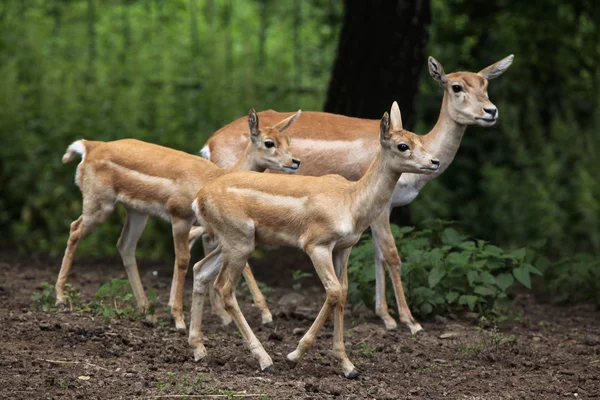 Wild Indian blackbucks — Stock Photo, Image