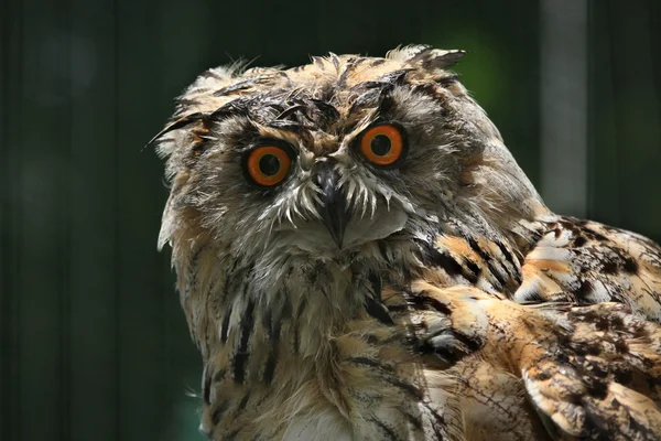 Wild Western Siberian eagle owl — Stock Photo, Image