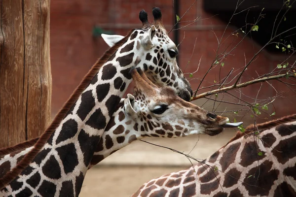 Giraffa di Wild Rothschild — Foto Stock