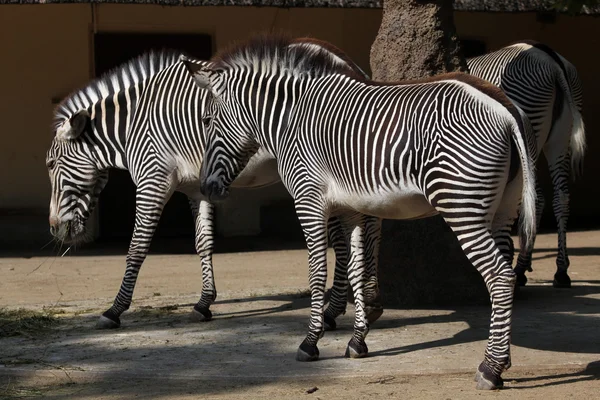 Дикі Grevy Зебра — стокове фото