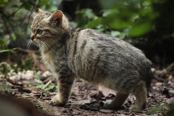 Gato salvaje europeo salvaje — Foto de Stock