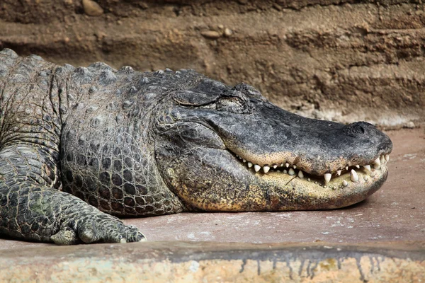 Wild Amerikaanse alligator — Stockfoto