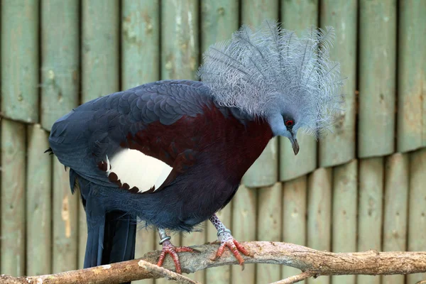 Burung merpati bermahkota Wild Southern — Stok Foto