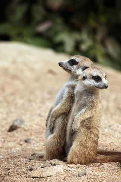 Wild stokstaartjes close-up — Stockfoto