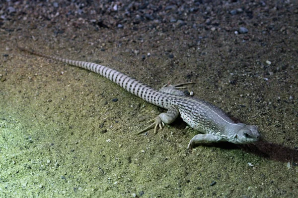 Vahşi çöl Iguana — Stok fotoğraf