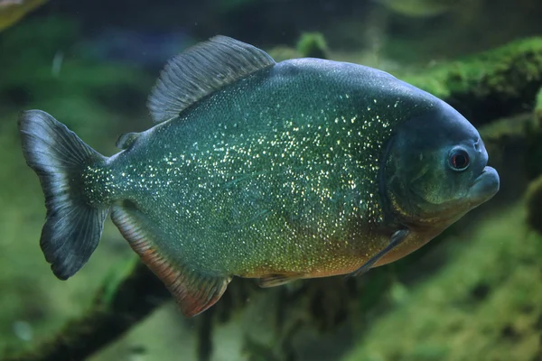 Piranha selvagem (Pygocentrus piraya ) — Fotografia de Stock