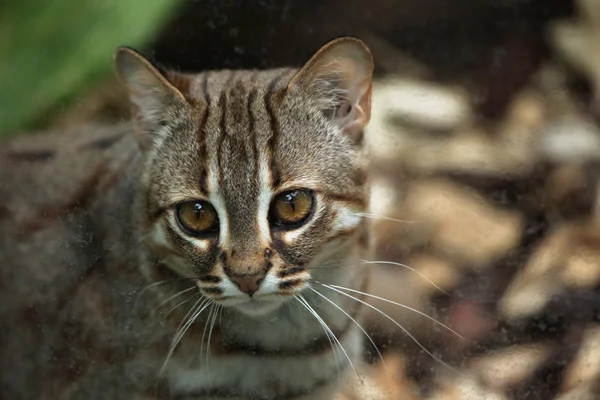 Dziki kot rdzawy — Zdjęcie stockowe
