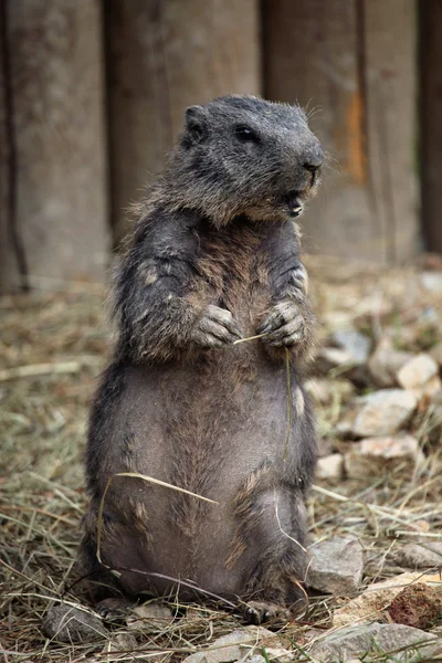 Wild Alpine marmot — Stock Photo, Image