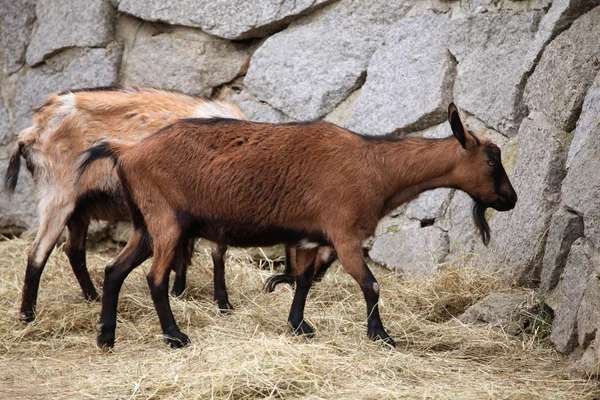 Cabras domésticas salvajes — Foto de Stock