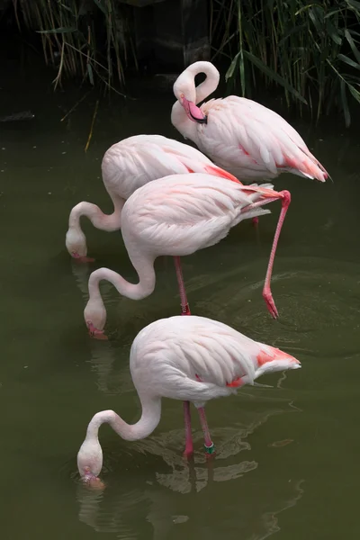 Flamingo superior selvagem — Fotografia de Stock