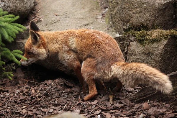 Wild Red fox — Stock Photo, Image