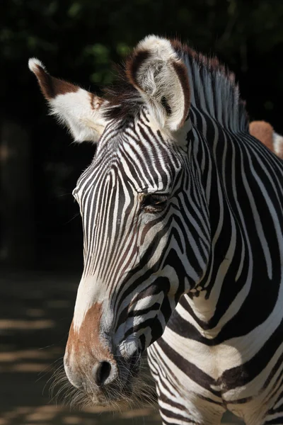 Wildschwein-Zebra — Stockfoto