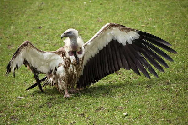 Vulturul sălbatic Himalaya — Fotografie, imagine de stoc