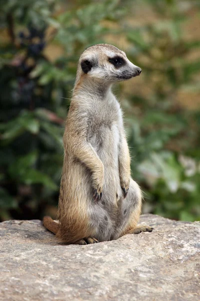 Meerkat selvagem de perto — Fotografia de Stock