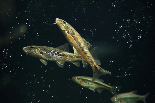 Gudgeon   and spirlin in water — Stock Photo, Image