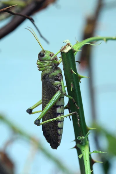 Divoký gigant kobylka — Stock fotografie