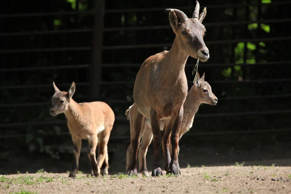 Wild Oosten Kaukasische tur — Stockfoto