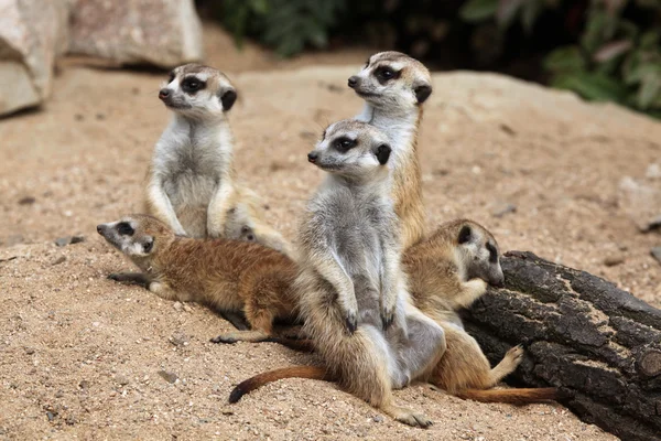 Meerkat (Suricata suricatta), ook bekend als de suricate. — Stockfoto