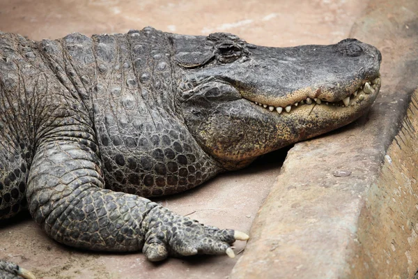 Wild Amerikaanse alligator — Stockfoto