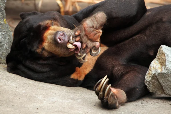 Malaysischer Sonnenbär — Stockfoto