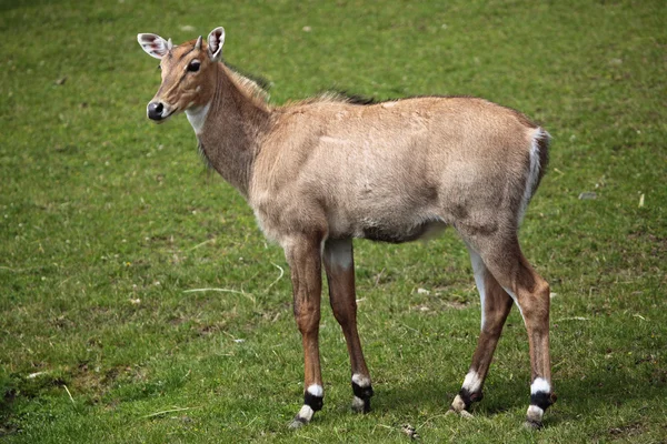 Dziki Nilgai na trawie — Zdjęcie stockowe