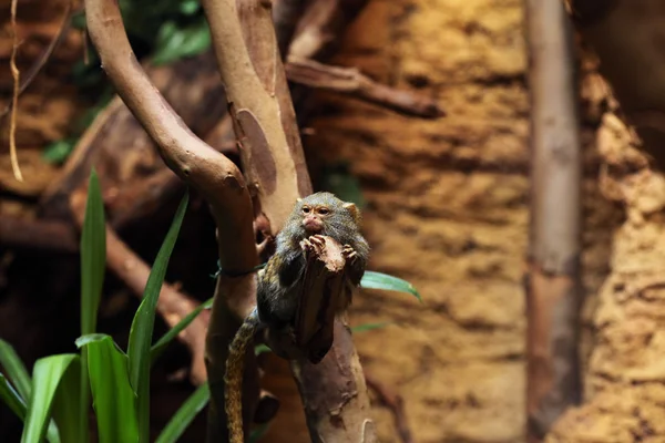 Marmoset pygmée sauvage — Photo