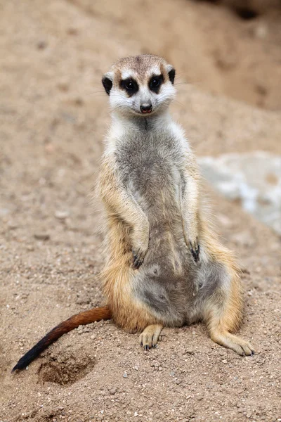 야생 Meerkat 가까이 — 스톡 사진