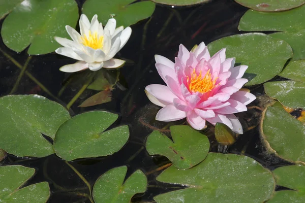 Vackra stjärna lotus — Stockfoto