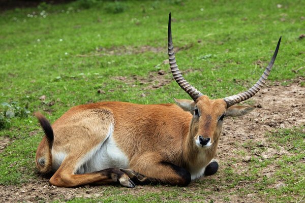 Дикий лечев Кафуэ
