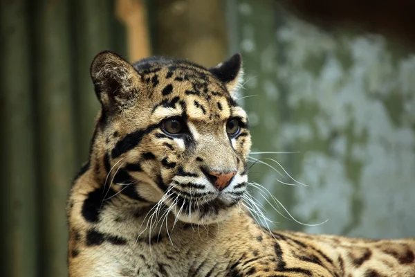 Leopardo-de-nuvens-selvagens — Fotografia de Stock