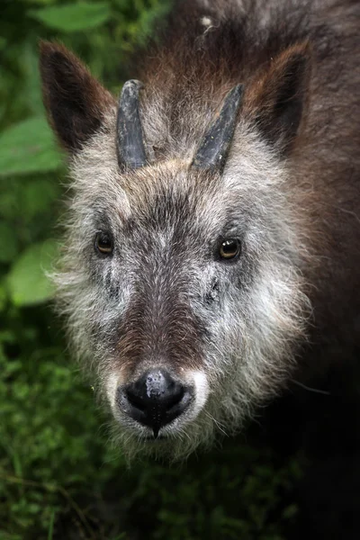 Wild Japanese serow — Stock Photo, Image