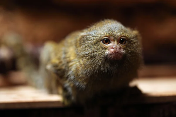 Marmoset pygmée sauvage — Photo