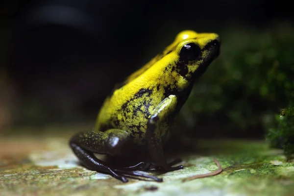 Rana venenosa dorada salvaje — Foto de Stock