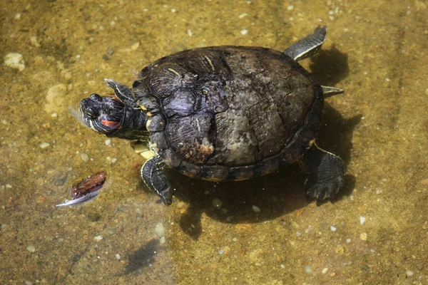 Wild Red-eared slider — Stock Photo, Image