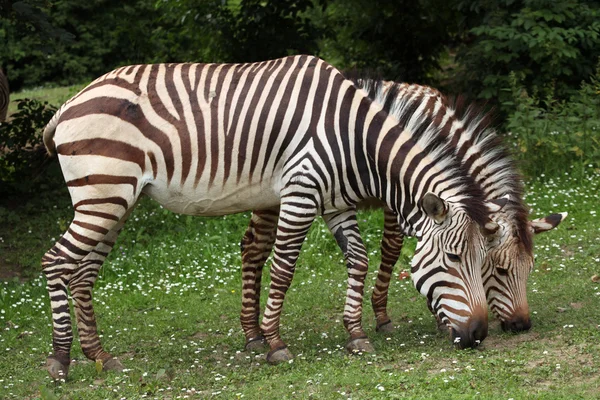 Hartmanns Bergzebra — Stockfoto